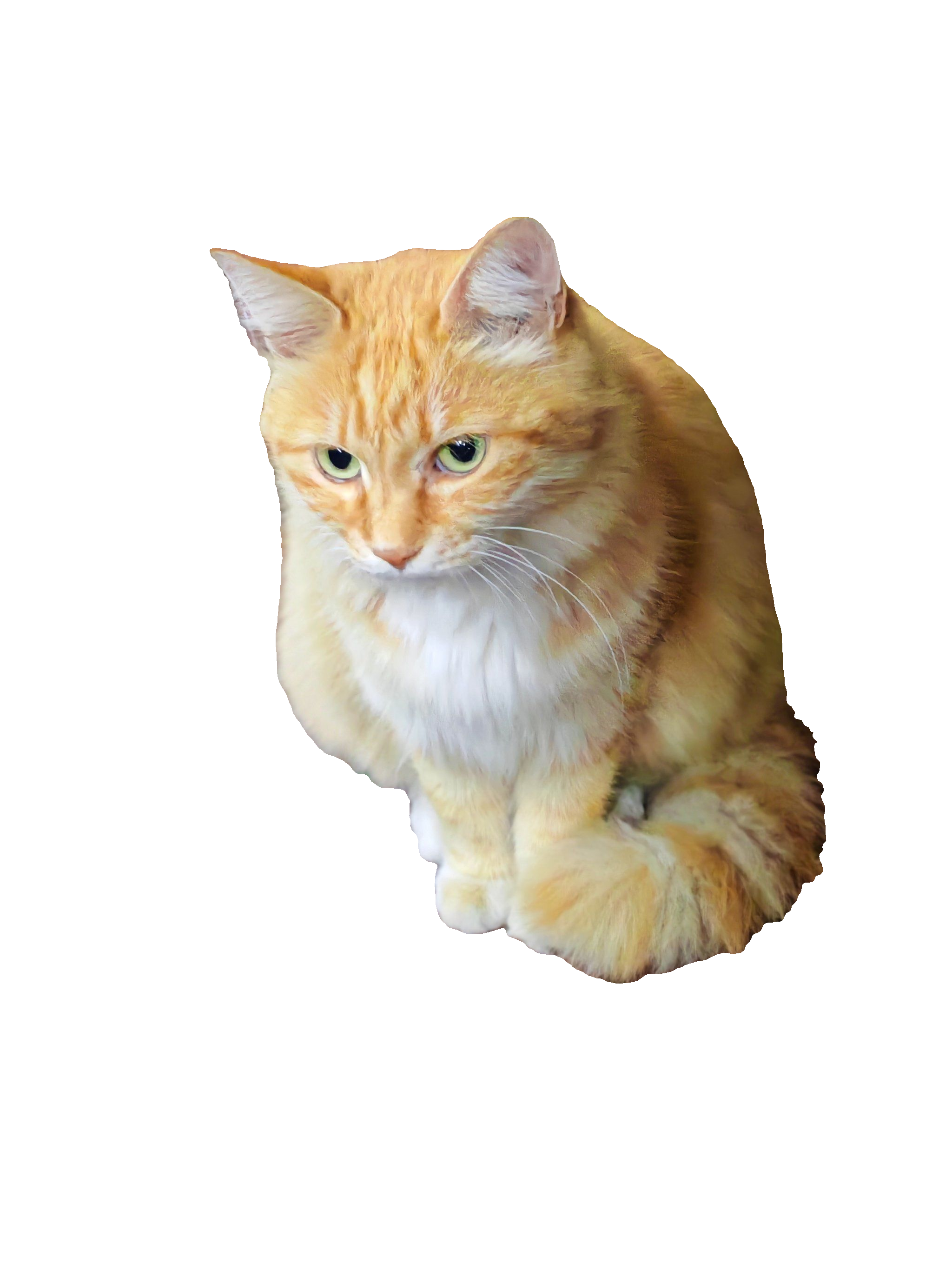 cat.jpg